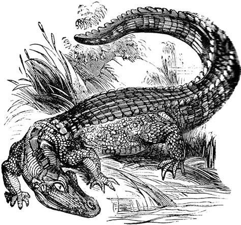 Swamp Alligator Cartoon Clipart Image Clipartix