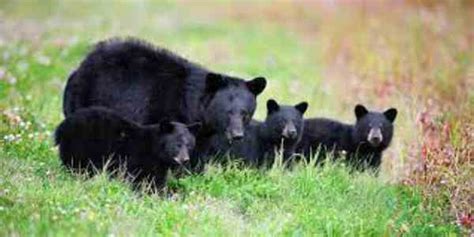 Black Bears In North Carolina Diet Lifestyle Habitat