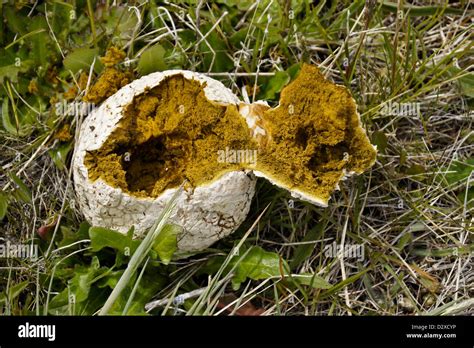 Puffball Fungus Showing Tissue Inside Stock Photo Alamy