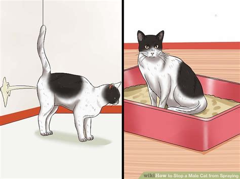 The statistics are hard to ignore, when about 1 in 20 fixed female cats sprays, about 1 in every 10 male cats spray. How to Stop a Male Cat from Spraying: 11 Steps (with Pictures)
