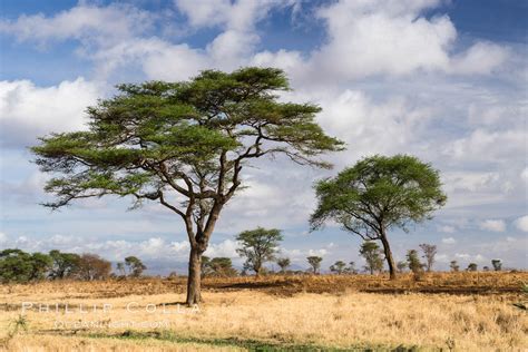 Meru National Park Landscape Kenya 29699