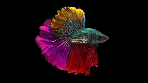Betta Fish Colors And Patterns Varieties You May Be Able To Own