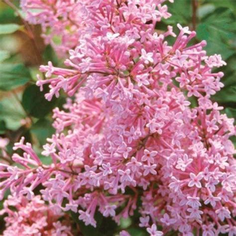 25 Pink White Lilac Seeds Tree Fragrant Hardy Perennial Flower Etsy