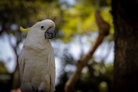 Photography Of A White Parrot · Free Stock Photo