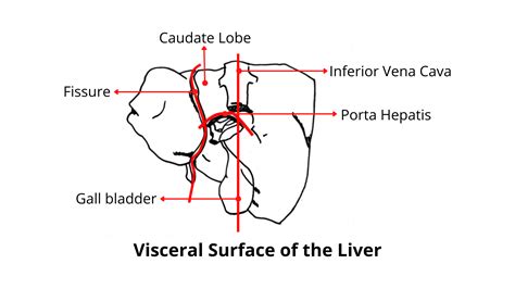 Make A Rough Sketch Of The Visceral Surface Of The Liver An Quizlet