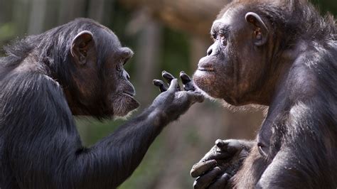 Chimpanzees Found To Recognize Butts In The Same Way They Recognize