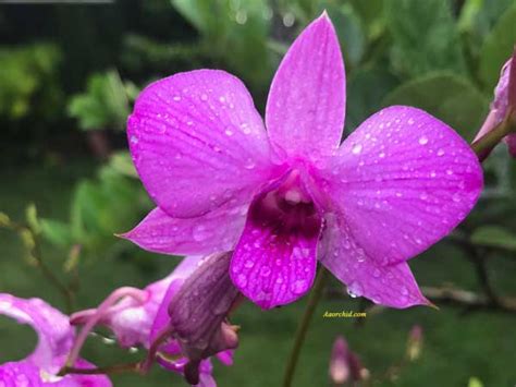 Jenis Anggrek Dendrobium Menggemaskan 3 Cara Merawat