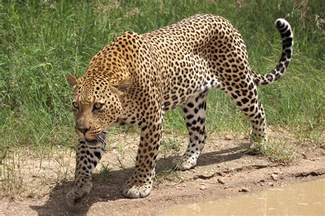 Fileafrican Leopard Panthera Pardus Pardus Near Lake Panic Kruger