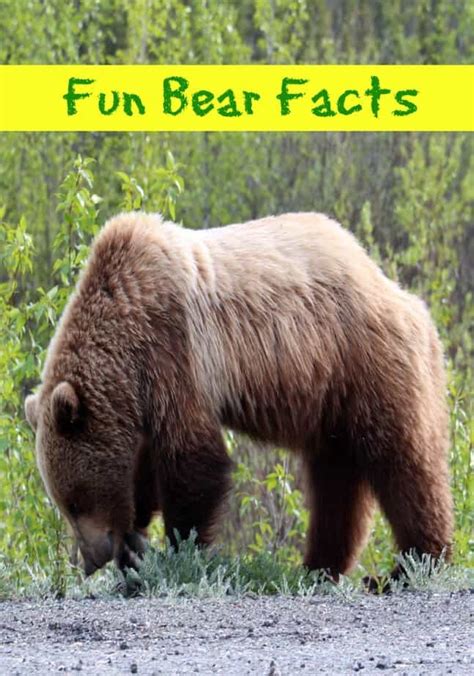 10 Fun Bear Facts This Mama Loves