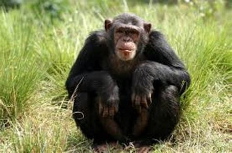 10 Facts About Chimpanzees Fact File