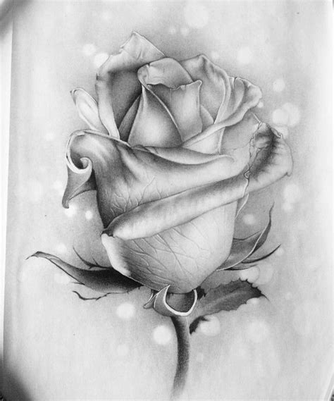 Realistic Drawing Of Rose How To Draw A Rose Step By Step Black And