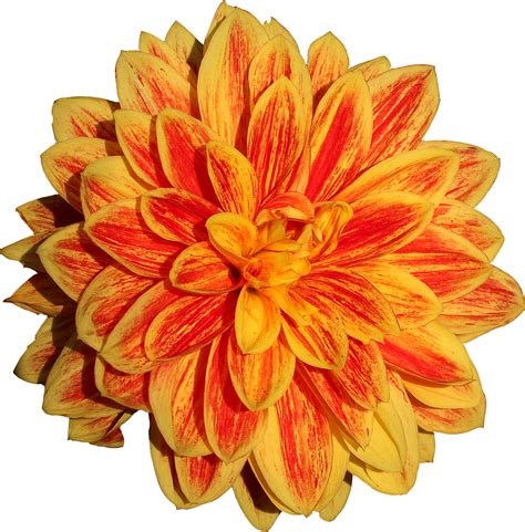 Dahlia Flower Png Image Purepng Free Transparent Cc0