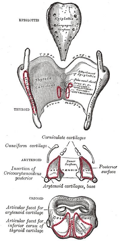 Anatomy Head And Neck Cervical Respiratory Larynx And