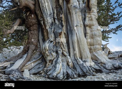 Great Basin Bristlecone Pine Or Bristlecone Pine Pinus Longaeva In