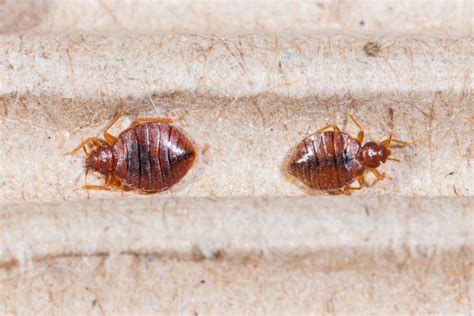 Bed Bug Infestation — One In Five Americans Drive Bye Pest Exterminators