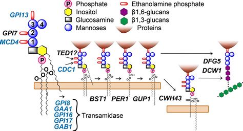 cdc1 removes the ethanolamine phosphate of the first mannose of gpi anchors and thereby