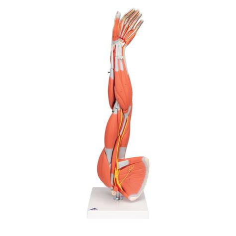Anatomical Teaching Models Plastic Human Muscle Models