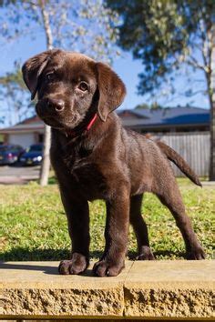 We are homing them on first come first serve. Favorite Dog-Chocolate Lab on Pinterest | Chocolate Labs ...