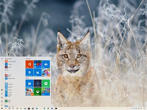 Bing Animals Theme For Windows 10 Download Pureinfotech