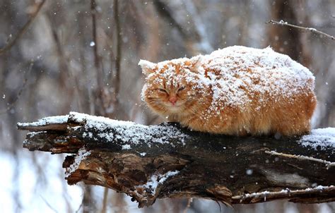 wallpaper winter cat cat look snow branches nature pose tree fluffy red sitting