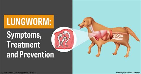Lungworms In Pets Symptoms Treatment And Prevention