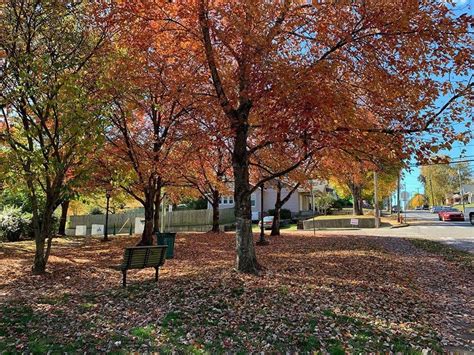 What Are The Best Times To See Changing Leaves In Nashville Tn