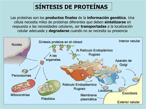 Esquema De S Ntesis De Prote Nas Fotos Gu A