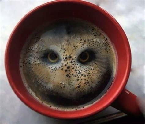 An Owl In A Cup Of Coffee Amazing Photo Of The Day Dottech