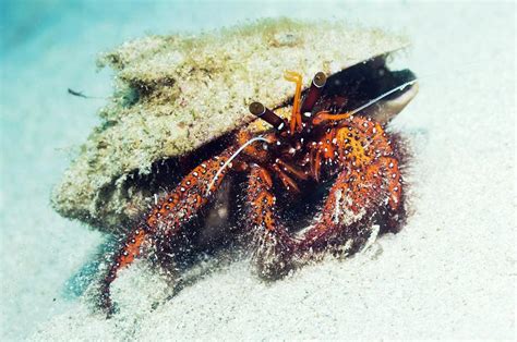 Spotted Hermit Crab Photograph By Georgette Douwma