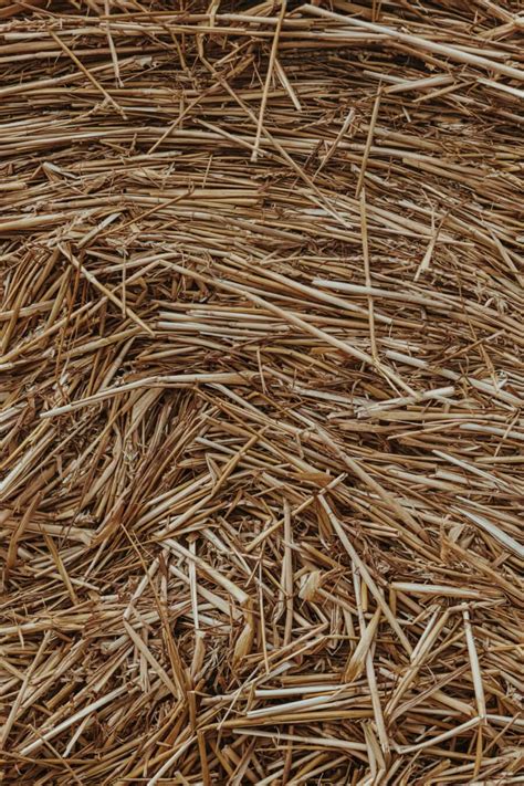 Free Picture Wheat Haystack Texture Bale Dry Brown Close Up