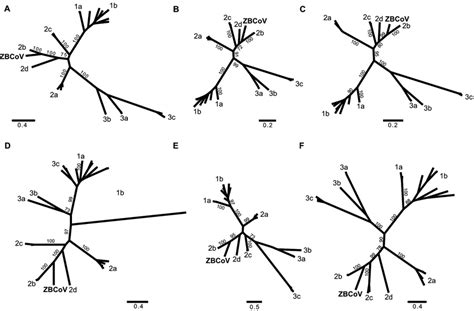 Phylogenetic Analysis Of The Cl Pro Rdrp Hel S M And N Proteins