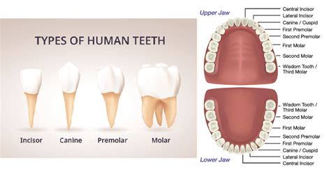 Types Of Human Teeth And Their Functions