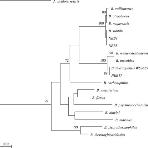 Phylogenetic Relationships Between Neb4 Neb5 Neb17 And Download