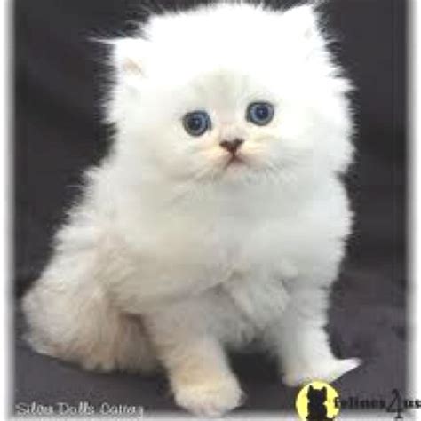 One of the oldest cat breeds, it takes its name from its place of origin: Full grown micro teacup Persian cat. I will own one of ...