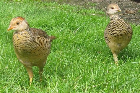 Red Golden Pheasant Chicks