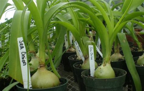 Ornithogalum longebracteatum), is known by the common names pregnant onion according to some sources, the medicinal effect of this plant is similar to that of aloe vera. Sea-Onion Ornithogalum caudatum | ZHONG WEI Horticultural ...