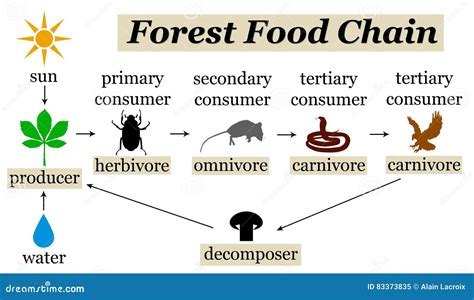 Forest Food Webs De Content Images And Photos Finder