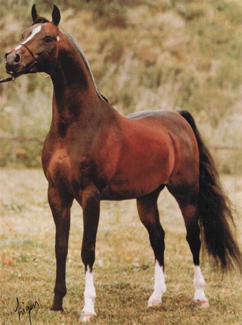 Huckleberry Bey Bay El Bey X Taffona Weaver Arabians Our Horses