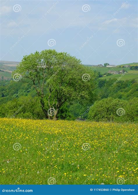 Vibrant Spring Meadow With Large Tree With Yellow Flowers And