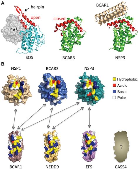 Nsp Cas Protein Complexes Emerging Signaling Modules In Cancer Yann