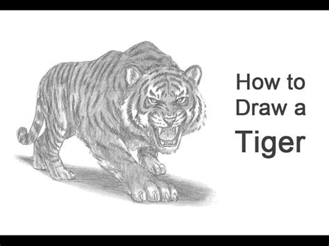 Tiger Leaping Forward Drawing