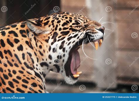 Roaring Jaguar Wildlife Royalty Free Stock Photo Image 25327775