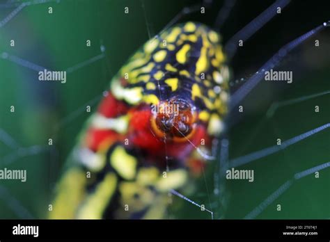 The spout on the spider's tail, from which the spider's silk comes out