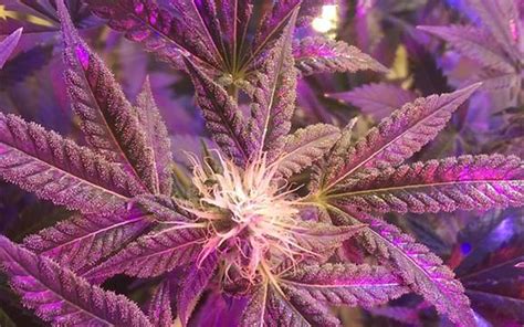 Leafy Weed Strain