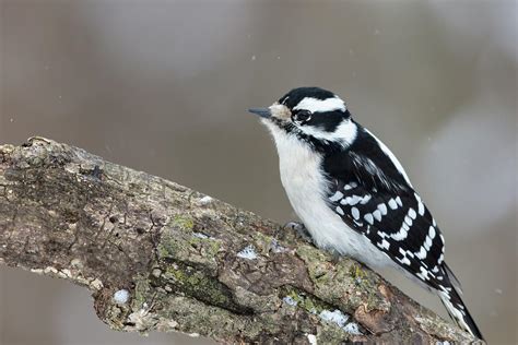 Downy Woodpecker Photograph By Mike Timmons Fine Art America