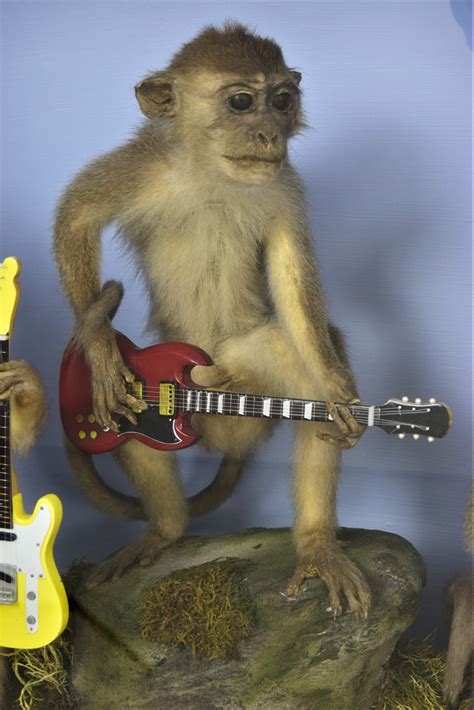 Taxidermy Guitar Playing Monkeys Bespoke Taxidermy