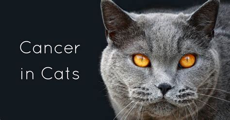 Cancer In Cats Types Symptoms And Treatment Cat World