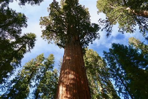 Conservation Group To Buy Worlds Largest Privately Held Sequoia Forest