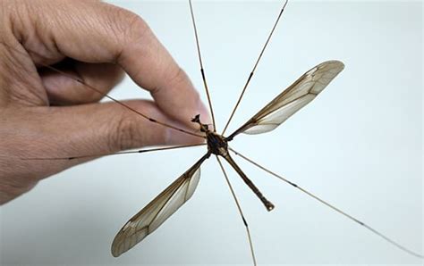 Giant Mosquito With 1115cm Wingspan Found In China Times Of India