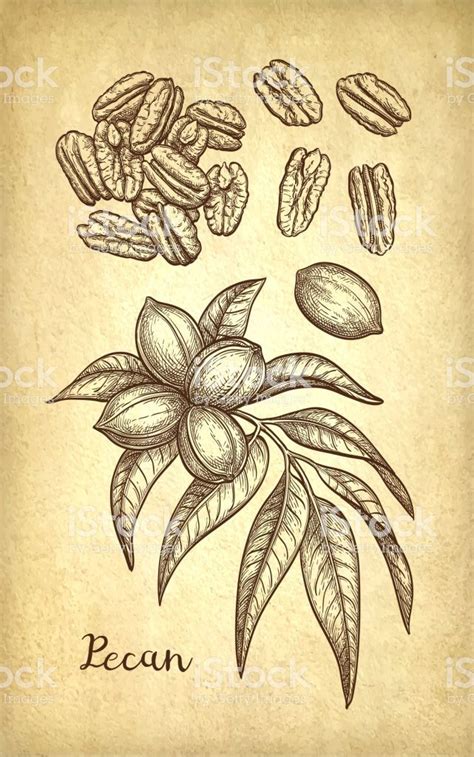 Pecan Set Ink Sketch Of Nuts Hand Drawn Vector Illustration In